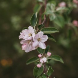 Avant les pommes